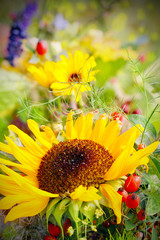 Spätsommer Sonnenblumen © fotoknips