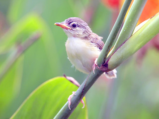 Close up view of nice little bird