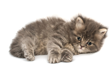 little fluffy kitten