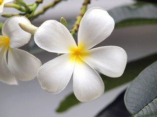 Blossom frangipani flowers