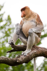 A Proboscis monkey in a tree