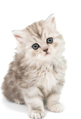 little fluffy kitten