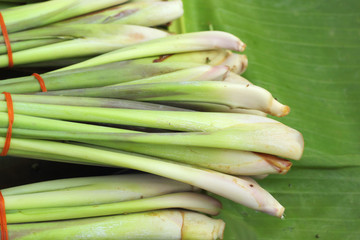 lemon grass in the nature