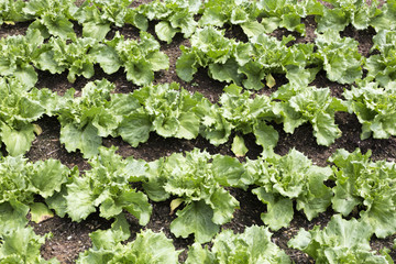 Junge Salatpflanzen (Eissalat) © Harald Biebel