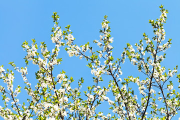 many sprigs of cherry blossoms
