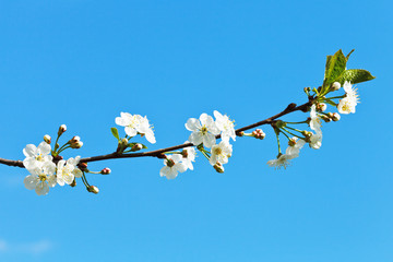branch of cherry blossoms on blue sky