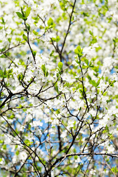 sprig and white blooming cherry tree crown
