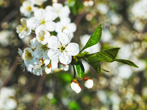 white flowers of cherry tree close up