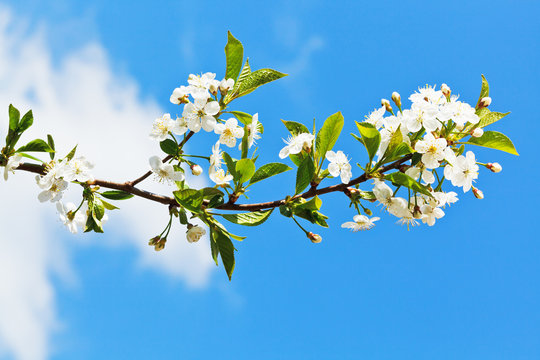 sprig of blossoming cherry on blue sky