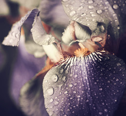 lente iris bloem bladeren close-up met regendruppels