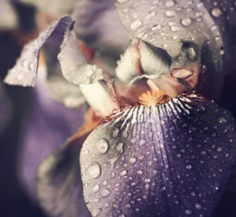 Abwaschbare Fototapete Iris Frühlings-Iris-Blumenblätter Nahaufnahme mit Regentropfen