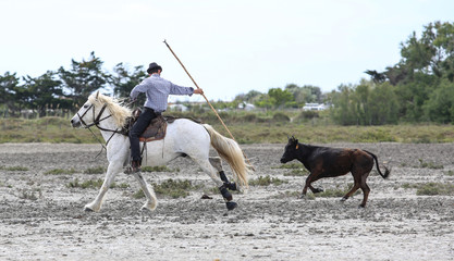 la camargue