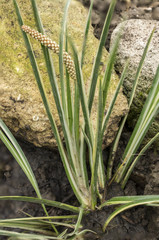 Acorus calamus 'Gramineus' / Acore graminée