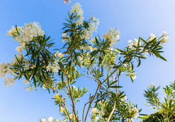White flower in Kavros village, Crete, Greece