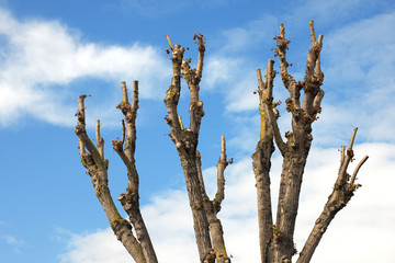 Pruned Tree on a Blue Sky - obrazy, fototapety, plakaty