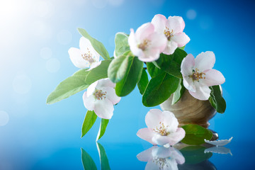 Spring flowering quince tree
