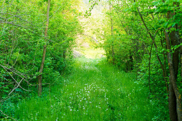 Fototapeta na wymiar Spring nature background, green meadow and dandelion flower