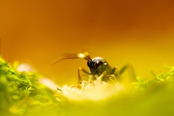 Insect