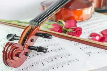 Closeup photo of violin and roses