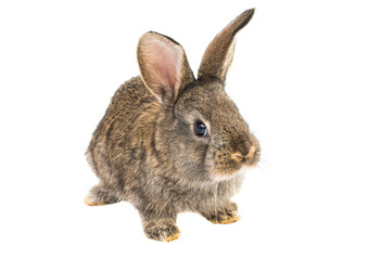 little rabbits