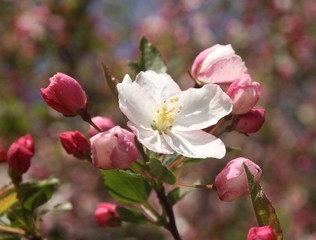 Obraz na płótnie Canvas Redbud Tree Blossom