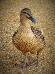 Canard