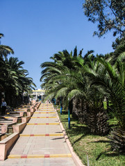 Fototapeta premium palmier maroc