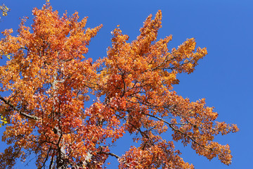 Red leaves and blue sky