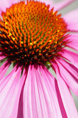 Pink flower macro