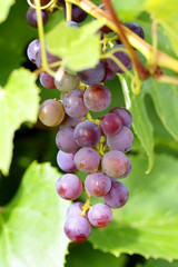 Grapes on the vine