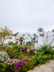 plante fleur maroc