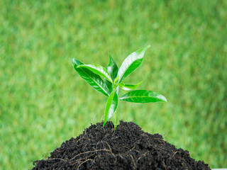 Young small new life green plant