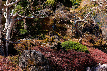 Japanese garden