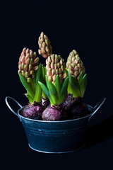 Hyacinth in a pot on a black background