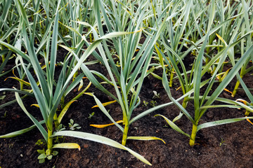 garlic in vegetable gardens