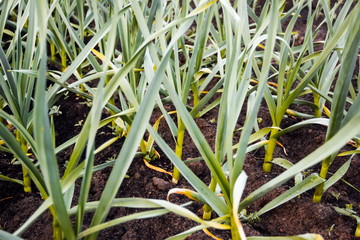 garlic in vegetable gardens