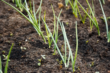 onions in vegetable gardens