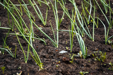 onions in vegetable gardens