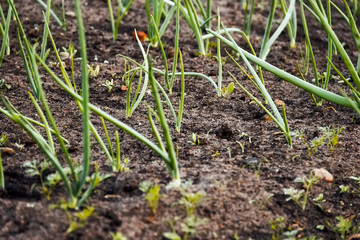 onions in vegetable gardens