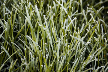 the grass in the dew