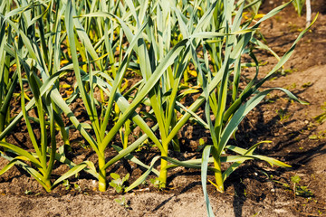 garlic in vegetable gardens