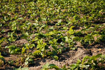 strawberry seedlings