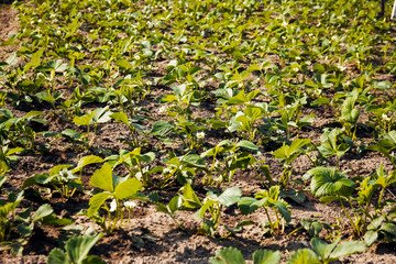 strawberry seedlings
