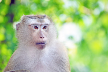 Portrait of Monkey