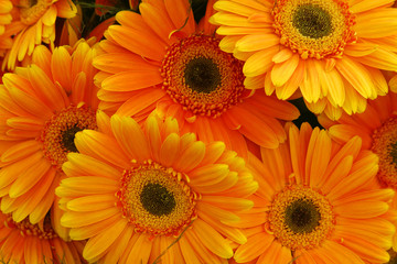 Orange flowers
