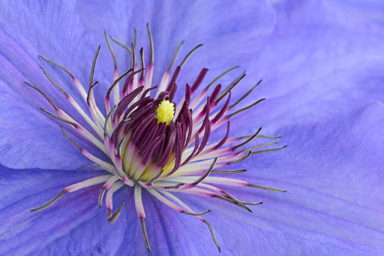 Makroaufnahme von Clematis-Bl&uuml;te