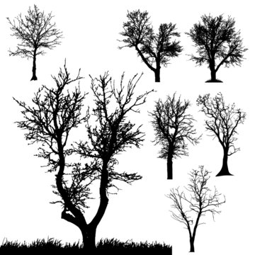 Vector silhouette of tree.
