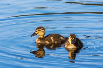Two Mallard ducklings