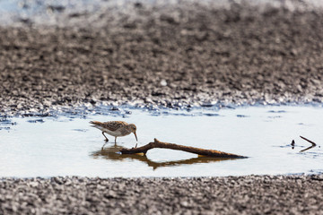 Wood Sandpiper