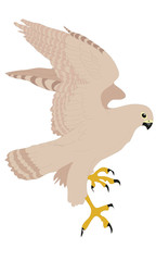 MerlinBird